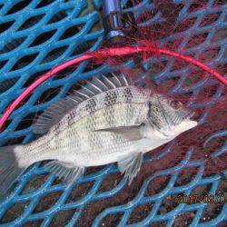 オリジナルメーカー海づり公園(市原市海づり施設) 釣果