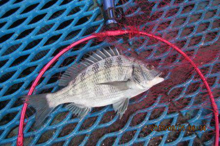 オリジナルメーカー海づり公園(市原市海づり施設) 釣果