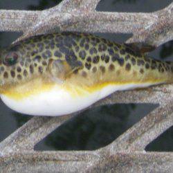 オリジナルメーカー海づり公園(市原市海づり施設) 釣果