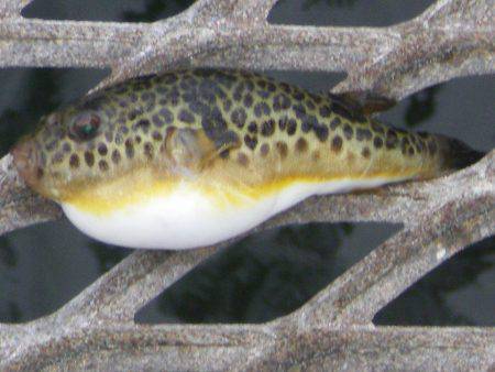 オリジナルメーカー海づり公園(市原市海づり施設) 釣果