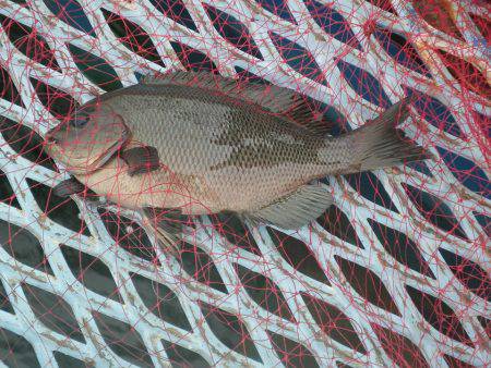 オリジナルメーカー海づり公園(市原市海づり施設) 釣果