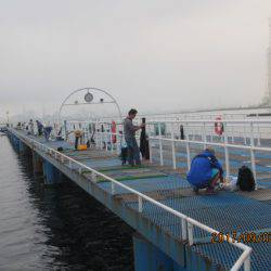 オリジナルメーカー海づり公園(市原市海づり施設) 釣果