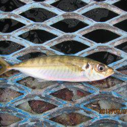 オリジナルメーカー海づり公園(市原市海づり施設) 釣果