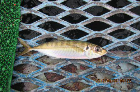 オリジナルメーカー海づり公園(市原市海づり施設) 釣果