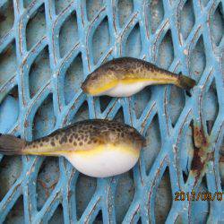 オリジナルメーカー海づり公園(市原市海づり施設) 釣果