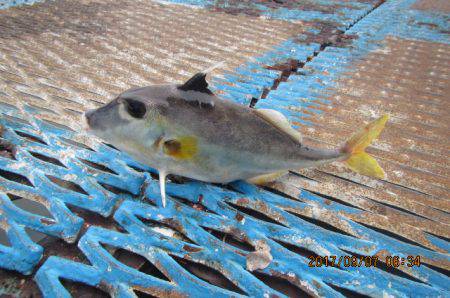 オリジナルメーカー海づり公園(市原市海づり施設) 釣果