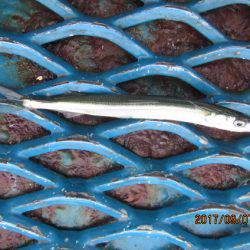 オリジナルメーカー海づり公園(市原市海づり施設) 釣果