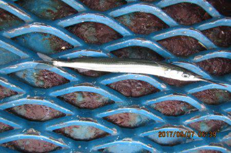 オリジナルメーカー海づり公園(市原市海づり施設) 釣果