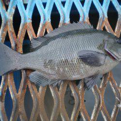 オリジナルメーカー海づり公園(市原市海づり施設) 釣果