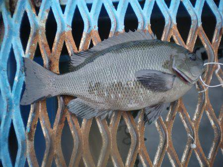 オリジナルメーカー海づり公園(市原市海づり施設) 釣果