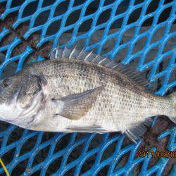 オリジナルメーカー海づり公園(市原市海づり施設) 釣果