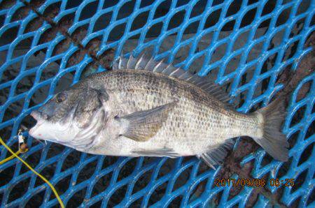 オリジナルメーカー海づり公園(市原市海づり…