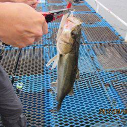 オリジナルメーカー海づり公園(市原市海づり施設) 釣果