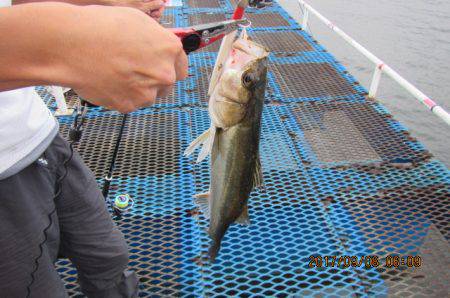 オリジナルメーカー海づり公園(市原市海づり施設) 釣果