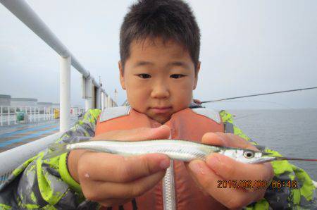 オリジナルメーカー海づり公園(市原市海づり施設) 釣果