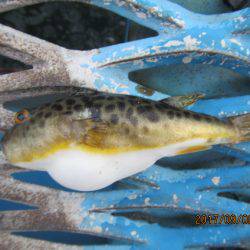 オリジナルメーカー海づり公園(市原市海づり施設) 釣果