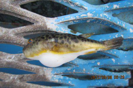 オリジナルメーカー海づり公園(市原市海づり施設) 釣果