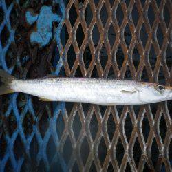 オリジナルメーカー海づり公園(市原市海づり施設) 釣果