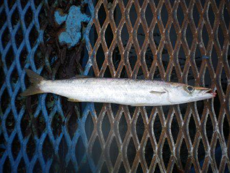 オリジナルメーカー海づり公園(市原市海づり施設) 釣果