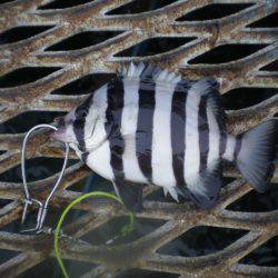 オリジナルメーカー海づり公園(市原市海づり施設) 釣果