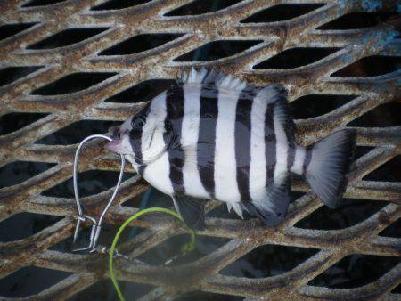 オリジナルメーカー海づり公園(市原市海づり施設) 釣果