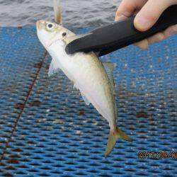 オリジナルメーカー海づり公園(市原市海づり施設) 釣果