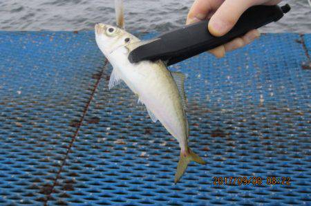 オリジナルメーカー海づり公園(市原市海づり施設) 釣果