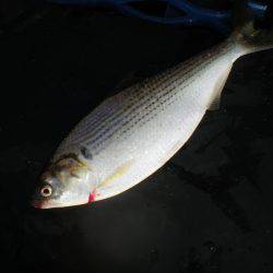 オリジナルメーカー海づり公園(市原市海づり施設) 釣果