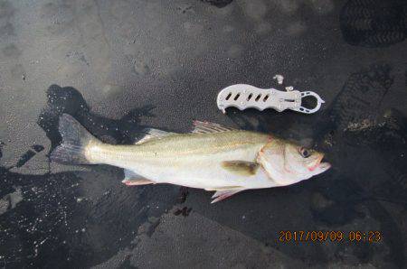 オリジナルメーカー海づり公園(市原市海づり施設) 釣果