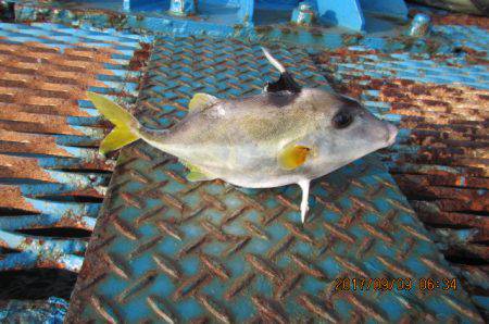 オリジナルメーカー海づり公園(市原市海づり施設) 釣果