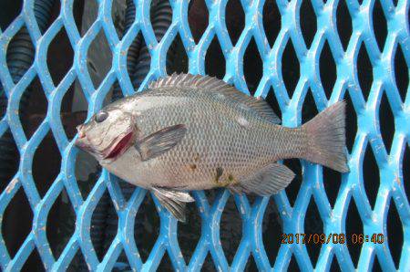 オリジナルメーカー海づり公園(市原市海づり…