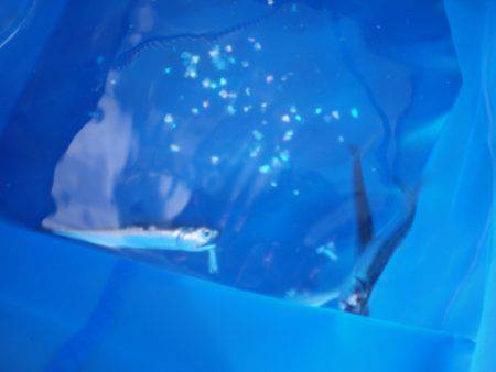 オリジナルメーカー海づり公園(市原市海づり施設) 釣果