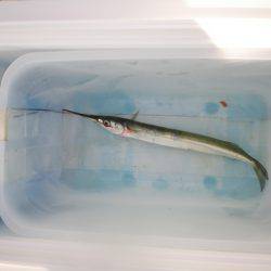 オリジナルメーカー海づり公園(市原市海づり施設) 釣果