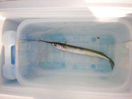 オリジナルメーカー海づり公園(市原市海づり施設) 釣果