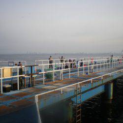 オリジナルメーカー海づり公園(市原市海づり施設) 釣果