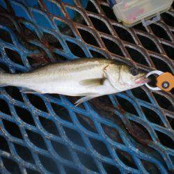 オリジナルメーカー海づり公園(市原市海づり施設) 釣果
