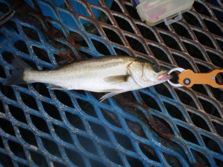 オリジナルメーカー海づり公園(市原市海づり…