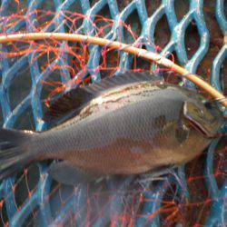 オリジナルメーカー海づり公園(市原市海づり施設) 釣果