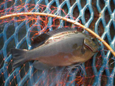 オリジナルメーカー海づり公園(市原市海づり施設) 釣果