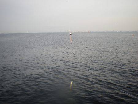 オリジナルメーカー海づり公園(市原市海づり施設) 釣果