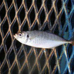 オリジナルメーカー海づり公園(市原市海づり施設) 釣果