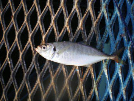 オリジナルメーカー海づり公園(市原市海づり施設) 釣果