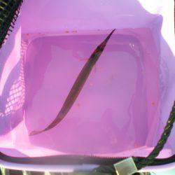 オリジナルメーカー海づり公園(市原市海づり施設) 釣果