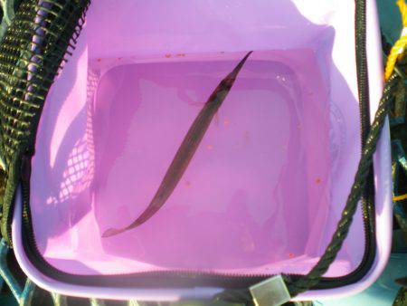 オリジナルメーカー海づり公園(市原市海づり施設) 釣果