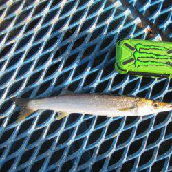 オリジナルメーカー海づり公園(市原市海づり施設) 釣果