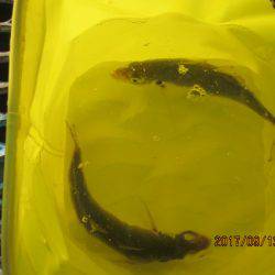 オリジナルメーカー海づり公園(市原市海づり施設) 釣果