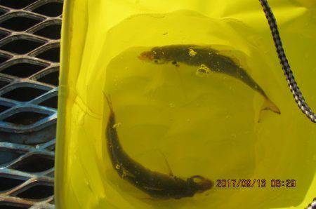 オリジナルメーカー海づり公園(市原市海づり施設) 釣果