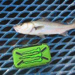 オリジナルメーカー海づり公園(市原市海づり施設) 釣果