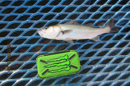 オリジナルメーカー海づり公園(市原市海づり施設) 釣果