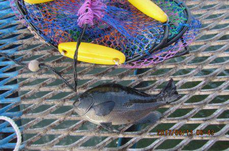 オリジナルメーカー海づり公園(市原市海づり施設) 釣果